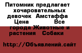 Питомник предлагает 2-хочаровательных девочек  Амстаффа › Цена ­ 25 000 - Все города Животные и растения » Собаки   